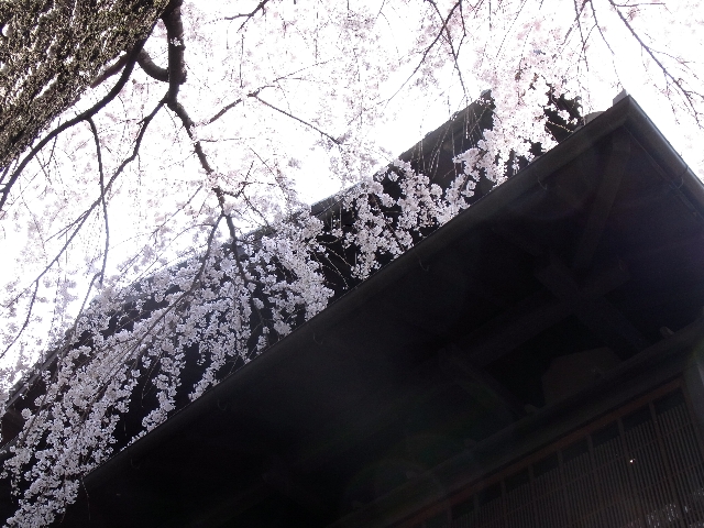 10.04.16_桜.jpg