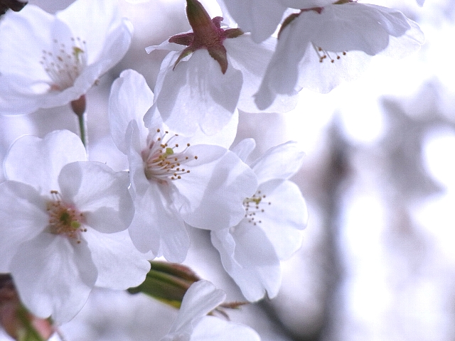 10.04.26_最後の桜.jpg